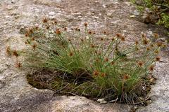 Cyperus rupestris
