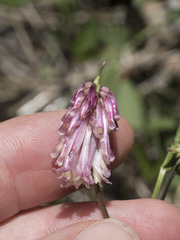 Trifolium productum