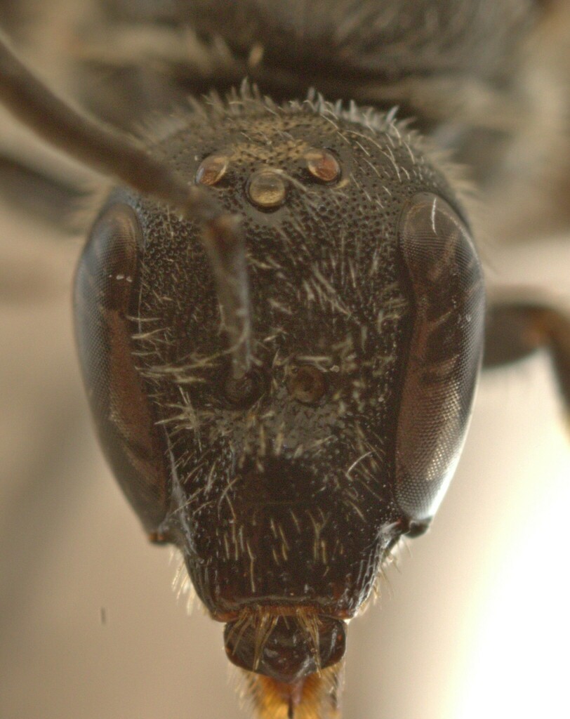 Lasioglossum buccale