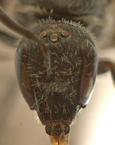 Lasioglossum buccale