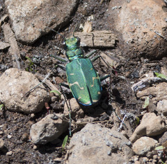 Cicindela tranquebarica sierra