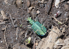 Cicindela tranquebarica sierra