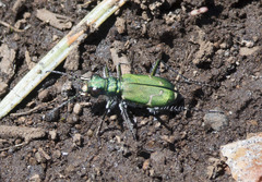 Cicindela tranquebarica sierra