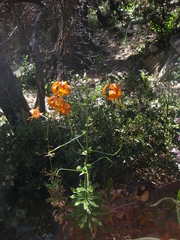 Lilium humboldtii