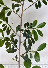 Erythroxylum emarginatum