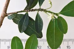 Erythroxylum emarginatum