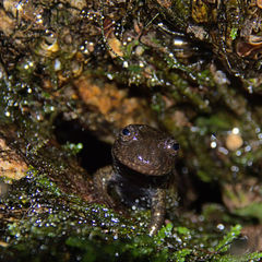 Desmognathus amphileucus