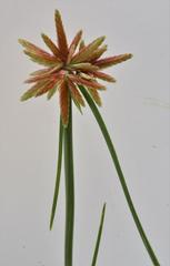Cyperus flavescens