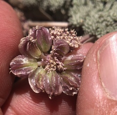 Cymopterus cinerarius