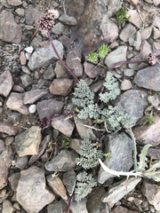 Cymopterus cinerarius