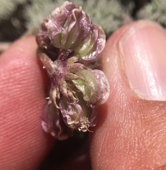 Cymopterus cinerarius