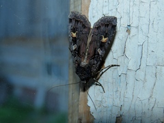Actebia fennica