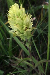 Castilleja occidentalis