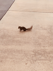 Sciurus carolinensis