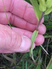 Castilleja occidentalis