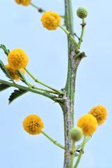Vachellia davyi