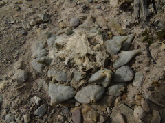 Ariocarpus retusus retusus