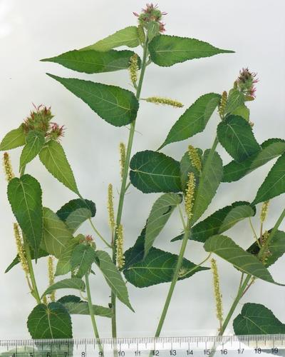 Hairy-stemmed Acalypha