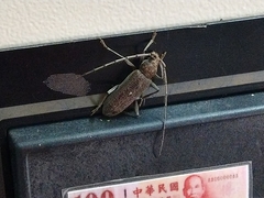 Stromatium longicorne