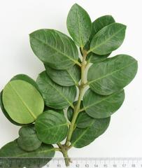 Acokanthera rotundata