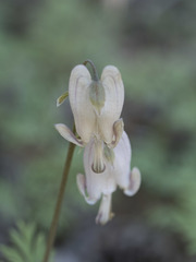 Dicentra pauciflora