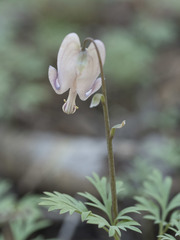 Dicentra pauciflora