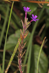 Glandularia aristigera