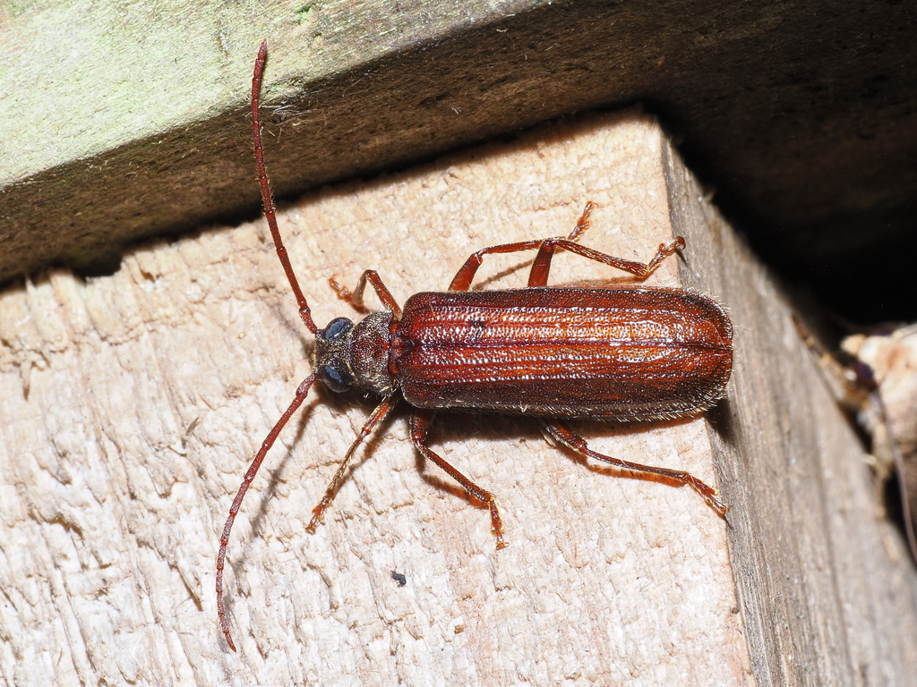 Dandamis sabahensis