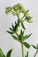 Agathisanthemum bojeri