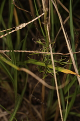 Glandularia aristigera