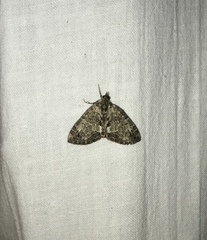 Hydriomena renunciata