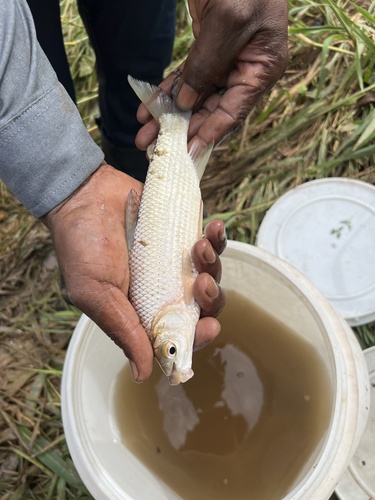 Colombian bocachico (Prochilodus reticulatus) — Prochilodontidae — 4