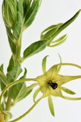Brachystelma macropetalum
