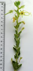 Brachystelma macropetalum