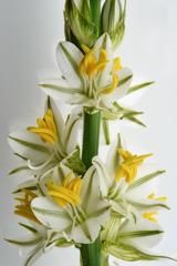Chlorophytum transvaalense