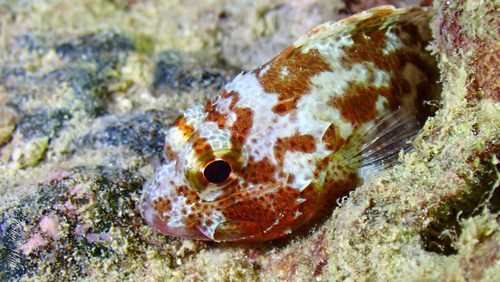 Speckled Scorpionfish