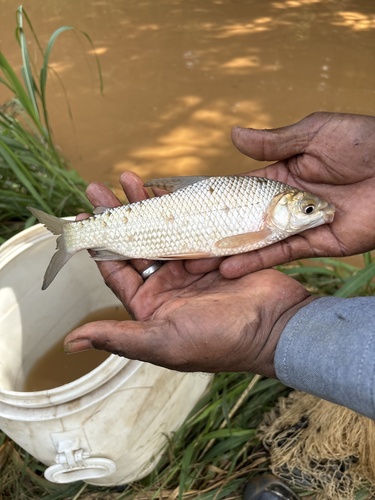 Colombian bocachico (Prochilodus reticulatus) — Prochilodontidae — 5
