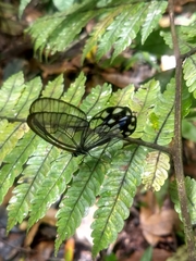 Pseudohaetera hypaesia