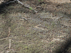 Collinsia torreyi wrightii