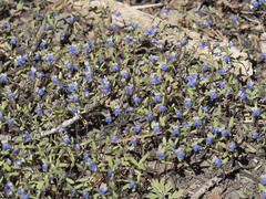 Collinsia torreyi wrightii