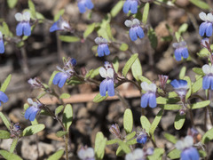 Collinsia torreyi wrightii