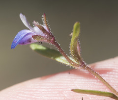 Collinsia torreyi wrightii