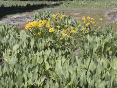 Wyethia mollis
