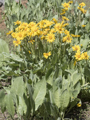 Wyethia mollis