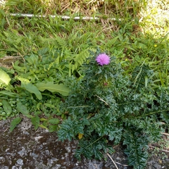 Cirsium japonicum australe