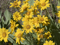 Wyethia mollis