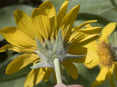 Wyethia mollis