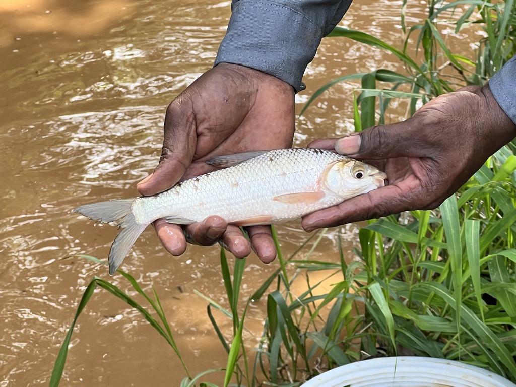 Colombian bocachico (Prochilodus reticulatus) — Prochilodontidae