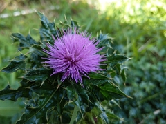 Cirsium japonicum australe