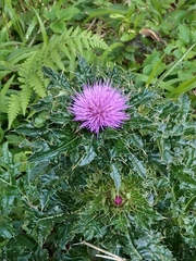 Cirsium japonicum australe